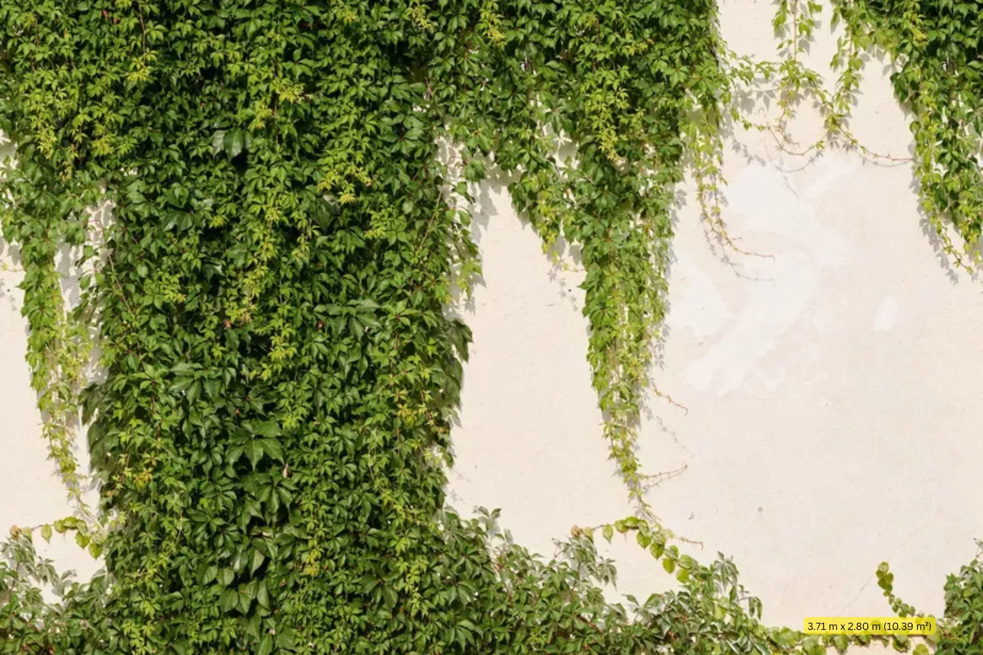 טפט תמונה קיר קיסוס בצבעים בולטים ירוק ושמנת – Rideaux רידו נתניה